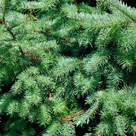 Kleine Kerstboom 70cm - Picea Glauca Conica - Echte Kerstboom