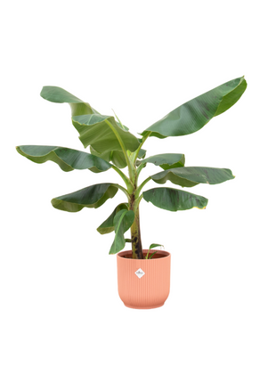 Bananenplant (Musa) 100cm - Tropische Kamerplant
