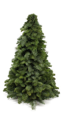 Nobilis Kerstboom - ↕50cm