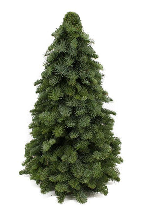 Nobilis Kerstboom - ↕60cm