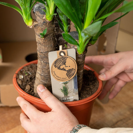 Palm 90cm - Tropische Kamerplant