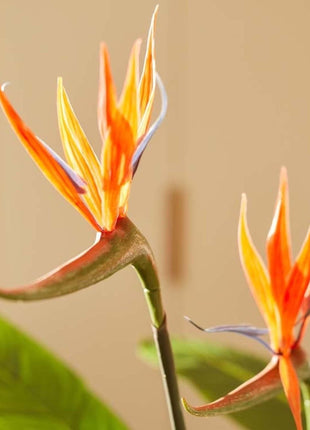 Strelitzia met bloemen - 120cm - In zwarte pot - Kunstplant