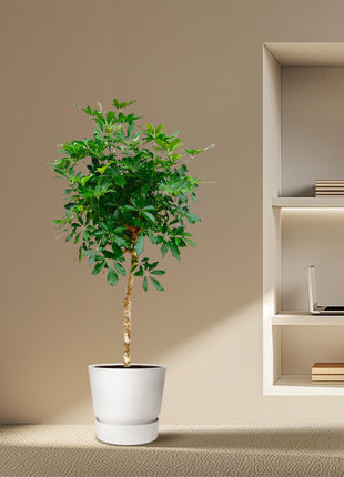Schefflera op stam – Kamerplant – Luchtzuiverend – Makkelijk te verzorgen – ↑180 - Kamerplant