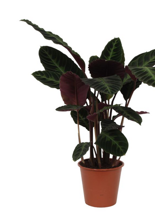 Calathea Warscewiczii - 90 cm - Ø21cm