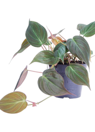 Philodendron 25cm - Tropische Kamerplant