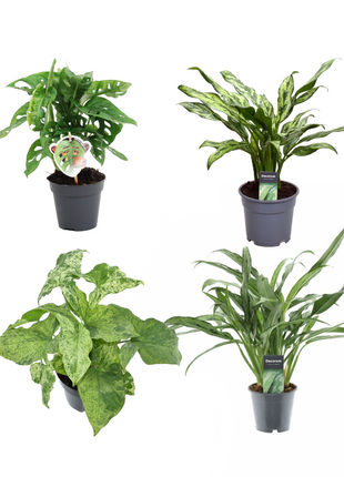 Groen mix 4 planten - Monstera obliqua 'Monkey Leaf' - 25 cm - ø12 - Aglaonema Juliette - 40 cm - ø12 - Syngonium Mottled - 25 cm - ø12 - Aglaonema Cutlass - 40 cm - ø12