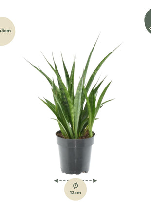 3x Sansevieria Kirkii - 38 cm - ø12