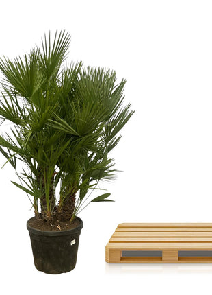 Chamaerops Humilis multi stam - 160 - 180 cm - Ø45cm