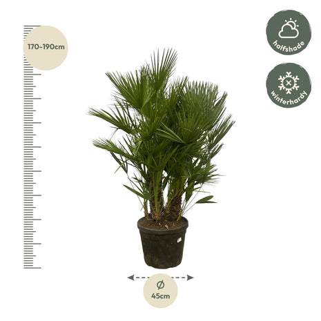 Chamaerops Humilis multi stam - 160 - 180 cm - Ø45cm