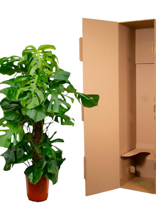 Monstera 150cm - Gatenplant Kamerplant