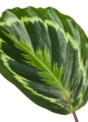 Calathea Medallion - 80 cm - Ø24cm