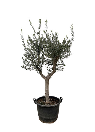 Olea Europaea on stem - Kamerplant