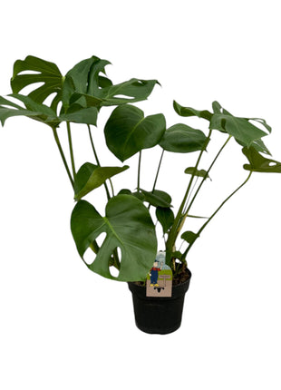 Monstera 70cm - Gatenplant Kamerplant