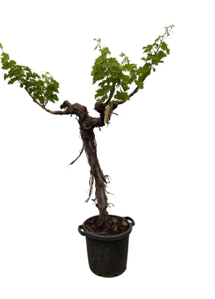 Druivenboom (Vitis Vinifera) stam vertakt - 220cm - ø55