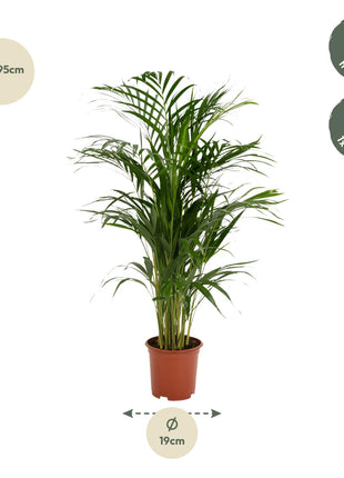Areca palm - Ø17cm - ↕70cm