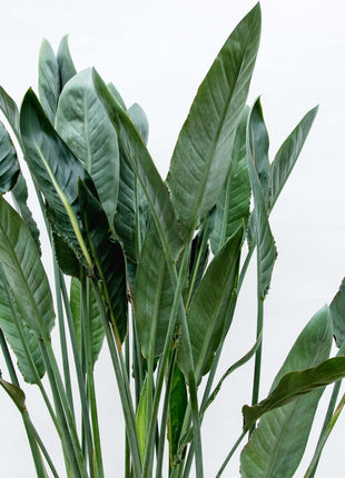 Strelitzia Reginae XL - 160cm - ⌀30