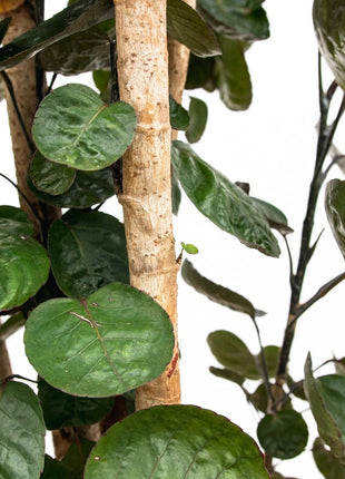 Polyscias Fabian XXL – 150 cm | Luxe luchtzuiverende kamerplant | Glanzend blad & tropische uitstraling - Kamerplant