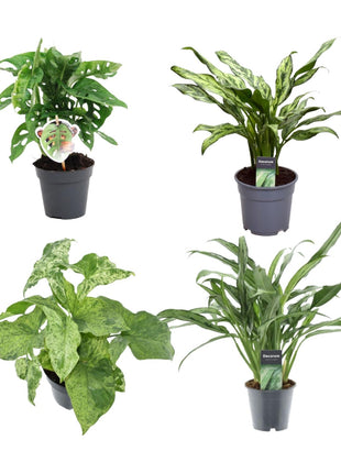 Groen mix 4 planten - Monstera obliqua 'Monkey Leaf' - 25 cm - ø12 - Aglaonema Juliette - 40 cm - ø12 - Syngonium Mottled - 25 cm - ø12 - Aglaonema Cutlass - 40 cm - ø12