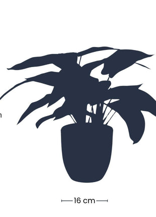 Calathea Zebrina in zwarte pot - 42 cm hoog - Kunstplant