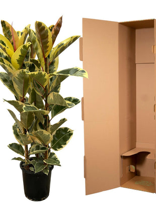 Ficus Elastica Tineke struik - 140 cm - Ø28cm