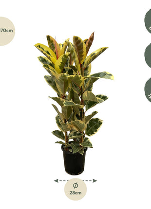 Ficus Elastica Tineke struik - 140 cm - Ø28cm