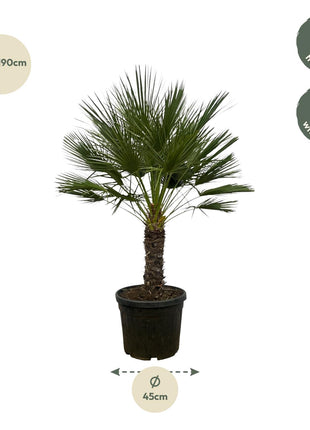 Chamaerops Humilis op stam - 150 cm - Ø45cm
