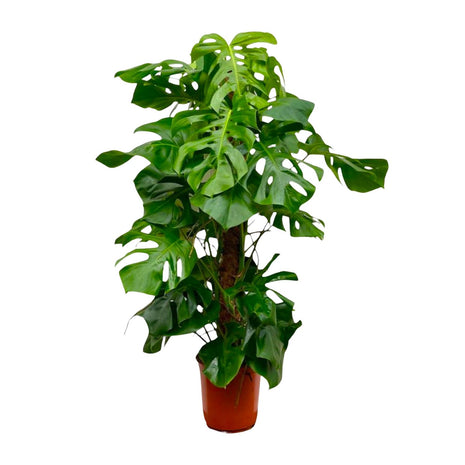 Monstera 150cm - Gatenplant Kamerplant