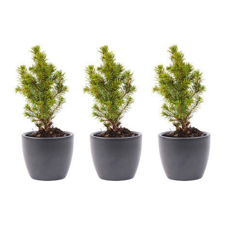 Mini - kerstboom set 3 - inclusief Boule Antraciet pot