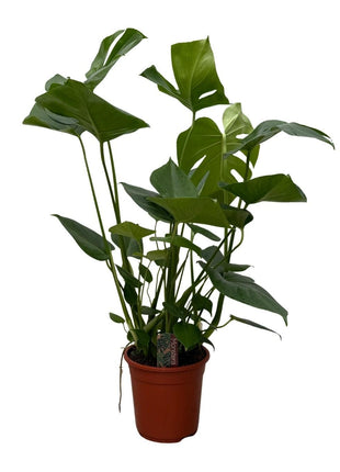 Monstera - 70cm