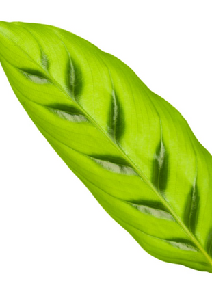 Calathea Leopardina - 35 cm - Ø12cm