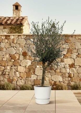 Olea Lorc - Kamerplant