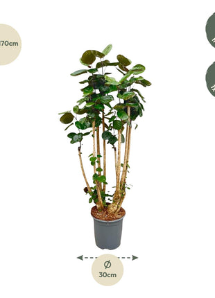 Polyscias Fabian XXL – 150 cm | Luxe luchtzuiverende kamerplant | Glanzend blad & tropische uitstraling - Kamerplant