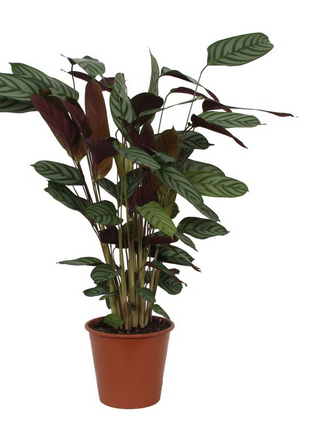 Calathea Compactstar - 90 cm - Ø21cm