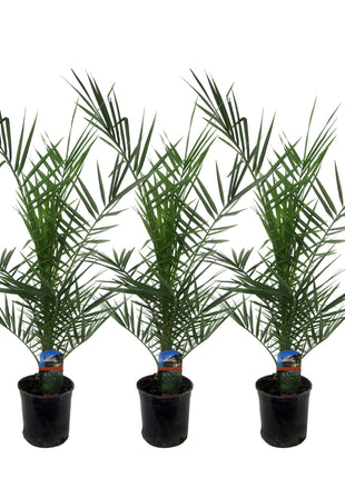 3x Phoenix Canariensis - Kamerplant