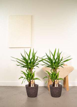 Palm 90cm - Tropische Kamerplant