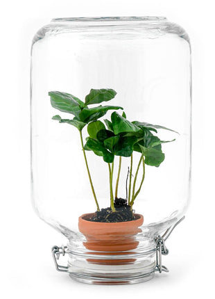 Easyplant - Zelfvoorzienende Kamerplant in Gesloten Ecosysteem