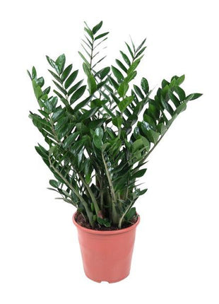 Zamioculcas XXL - ZZ Plant - 100cm - Luchtzuiverend - Ø21cm