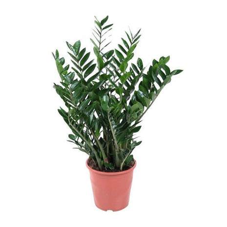 Zamioculcas XXL - ZZ Plant - 100cm - Luchtzuiverend - Ø21cm