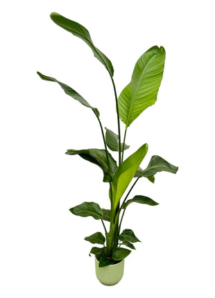 Strelitzia Nicolai inclusief elho Vibes Fold Round groen - 130 cm - Ø18