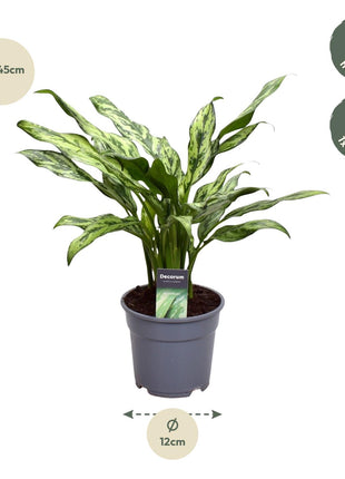 Aglaonema Juliette - Chinese Evergreen - 40cm - Luchtzuiverend - Ø12cm