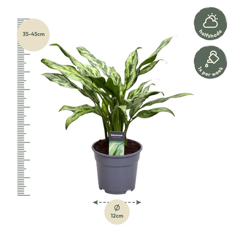 Aglaonema Juliette - Chinese Evergreen - 40cm - Luchtzuiverend - Ø12cm