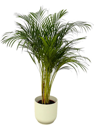 Areca Palm 130cm - Luchtzuiverende Kamerplant met Pot
